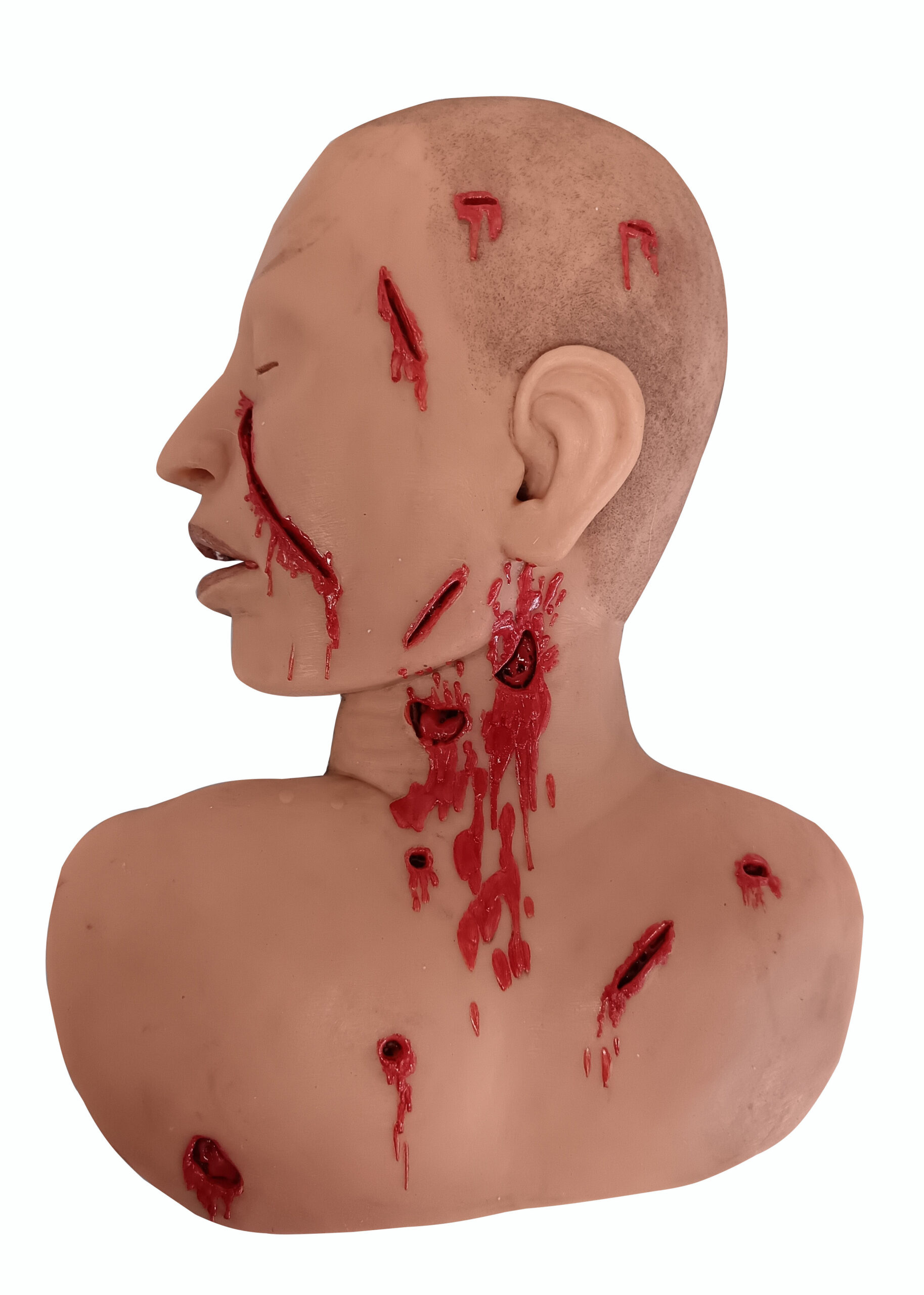 Forensic Anatomical Model for educations