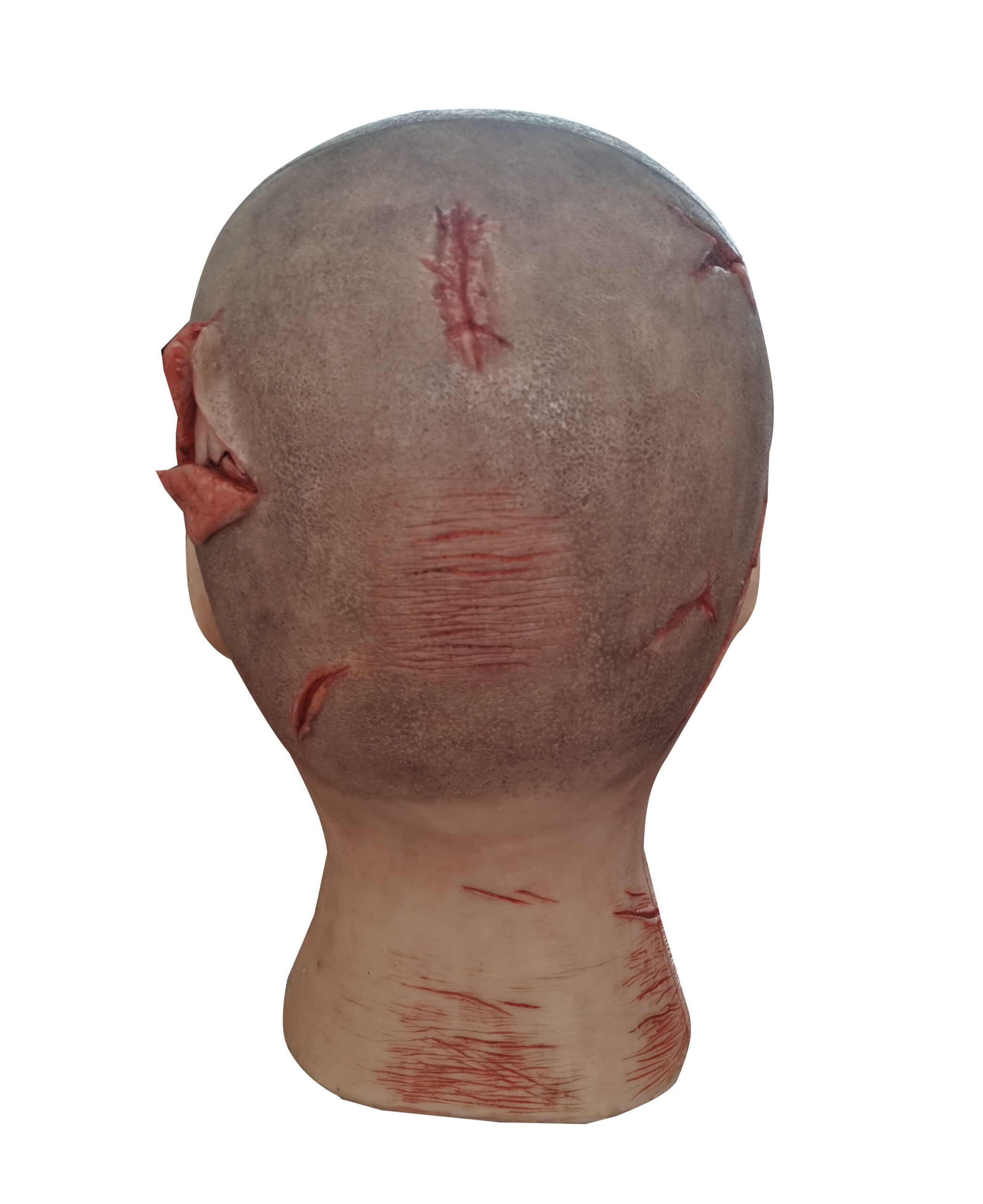 Forensic Anatomical Model for educations
